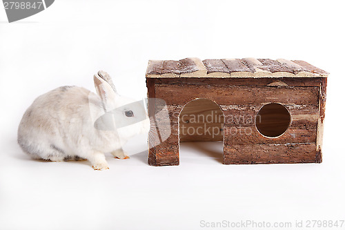 Image of White rabbit with wooden house