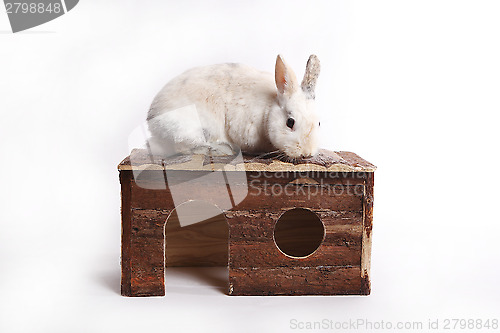 Image of White rabbit with wooden house