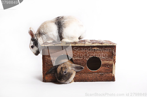 Image of Two rabbits with wooden house