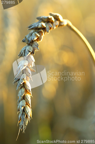Image of Wheat ripe