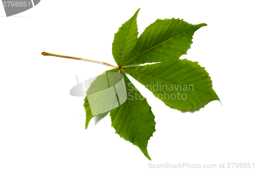 Image of Chestnut leaf