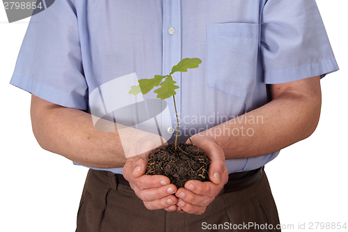 Image of Man with young oak tree