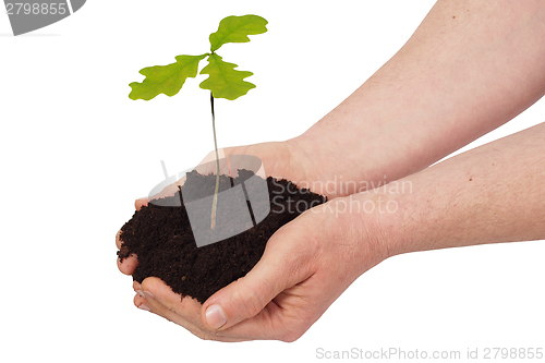 Image of Man with young oak tree