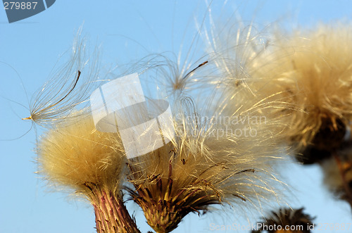 Image of Dry Thistle