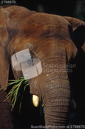 Image of Elephant