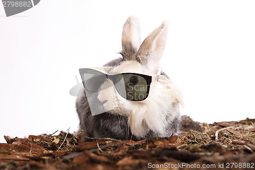 Image of Rabbit with sun glasses