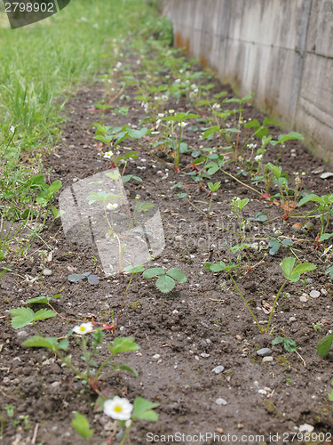 Image of Strawberry field