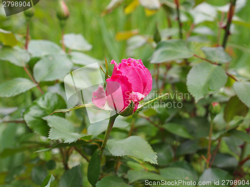 Image of A rose