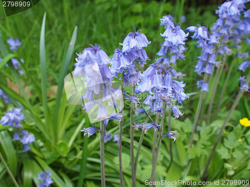 Image of Mertensia virginica flower