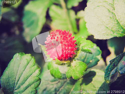 Image of Retro look Strawberries