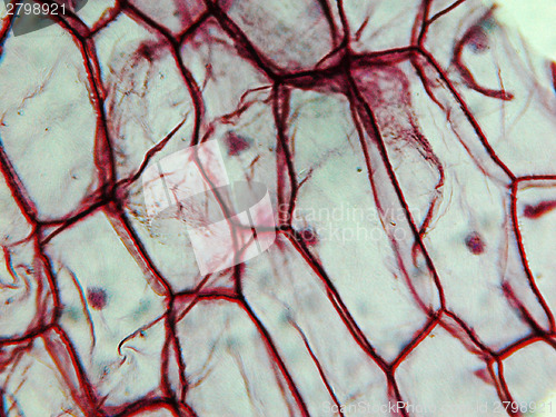 Image of Onion epidermus micrograph