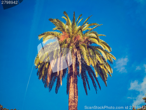 Image of Retro look Palm tree