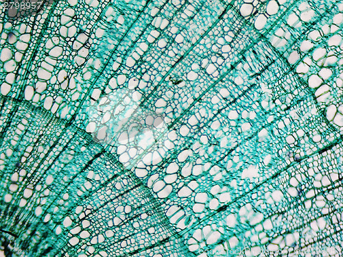 Image of Pine Wood micrograph