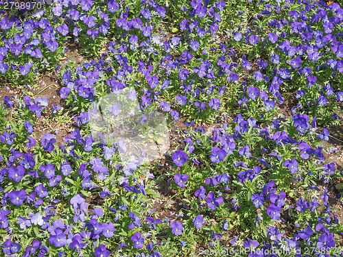 Image of Viola flower