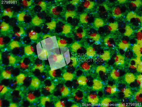 Image of Halftone micrograph