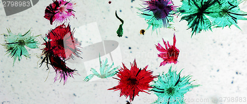 Image of Apple micrograph