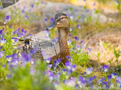 Image of Female mallard