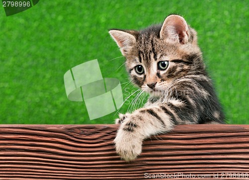 Image of Cute kitten