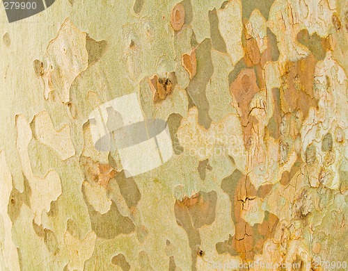 Image of Tree texture