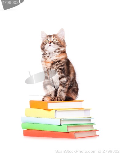 Image of Kitten with books