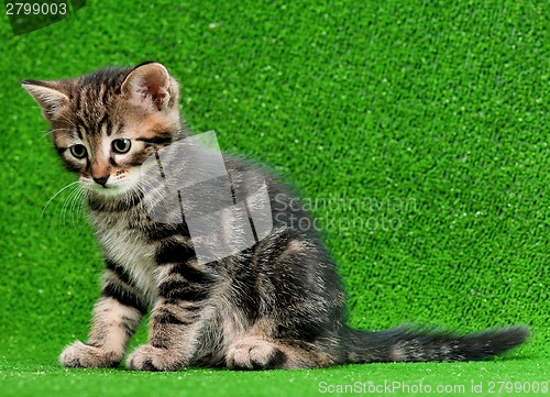 Image of Cute kitten