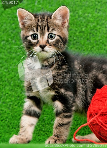 Image of Cute kitten