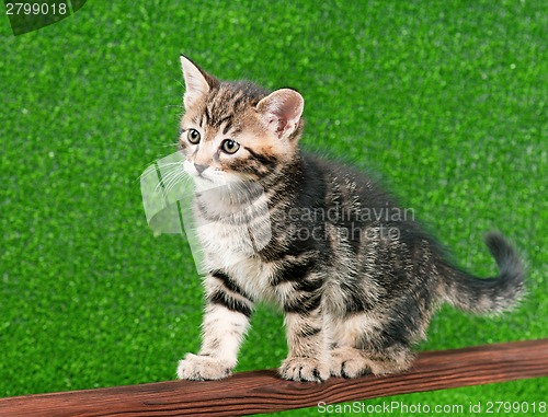 Image of Cute kitten