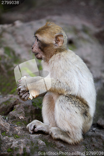 Image of Little monkey at the waterfalls in Kascades Douzude