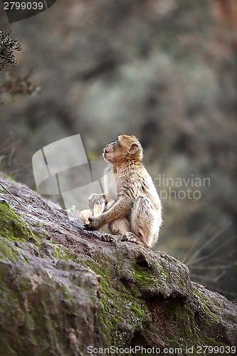 Image of Little monkey at the waterfalls in Kascades Douzude