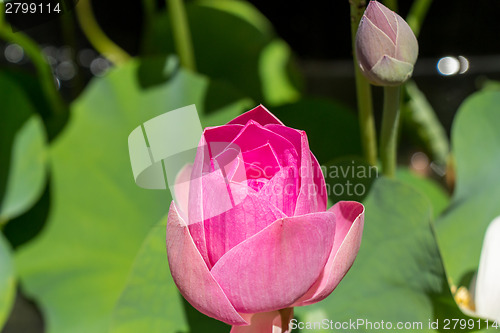 Image of Beautiful fragrant pink water lily