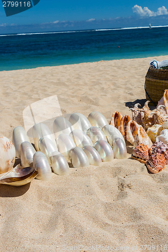 Image of Conchs and seashells for sale on a beach