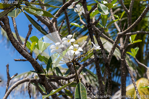 Image of Frangipani flowers on the tree