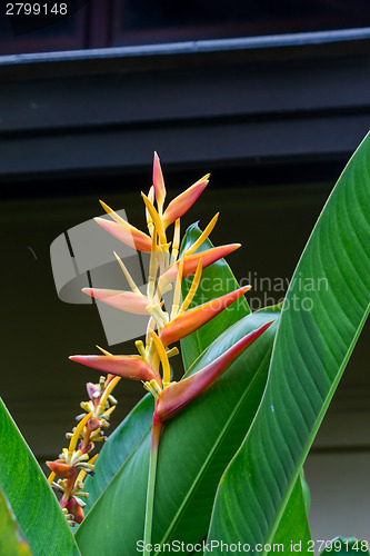 Image of Colorful orange tropical strelitzia flowers