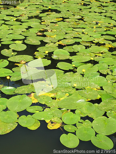 Image of Water lilies