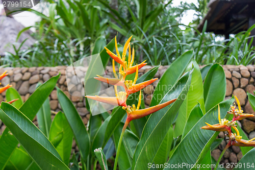 Image of Colorful orange tropical strelitzia flowers