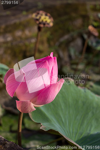 Image of Beautiful pink water lily bud