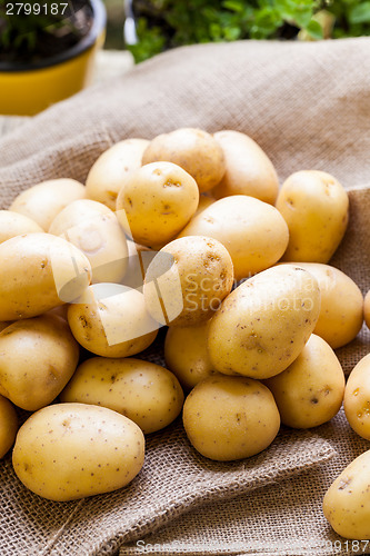 Image of Farm fresh  potatoes on a hessian sack