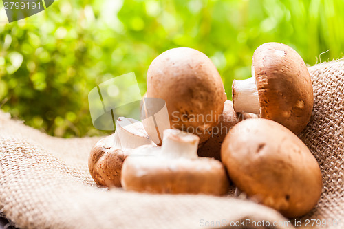 Image of Fresh brown Agaricus mushrooms