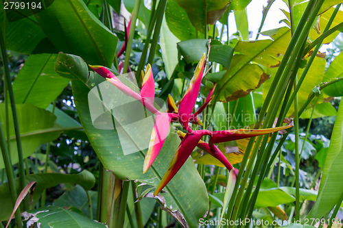 Image of Colorful orange tropical strelitzia flowers