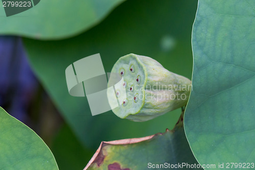 Image of Beautiful fragrant pink water lily