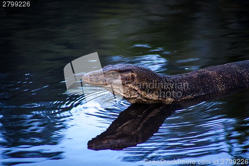 Image of Small monitor lizard sunning on a ledge