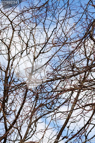 Image of Tracery of leafless branches against a blue sky