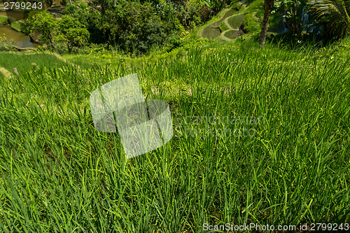 Image of Lush green terraced farmland in Bali