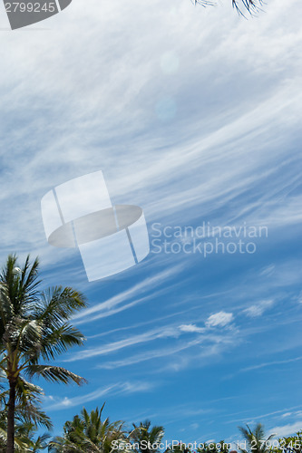 Image of Tropical green palm trees in Bali, Indonesia