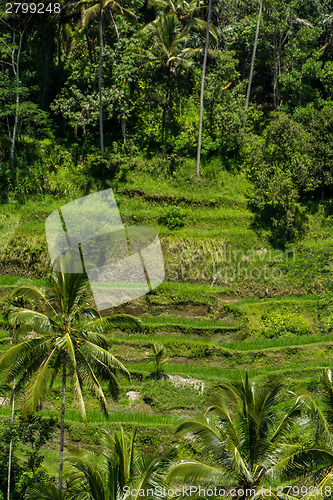 Image of Lush green terraced farmland in Bali