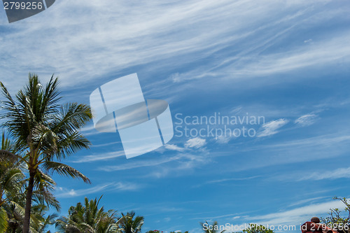 Image of Tropical green palm trees in Bali, Indonesia