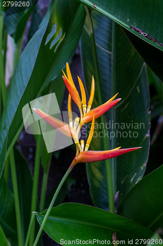 Image of Colorful orange tropical strelitzia flowers