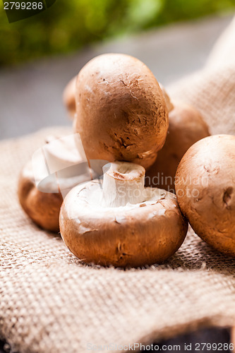 Image of Fresh brown Agaricus mushrooms