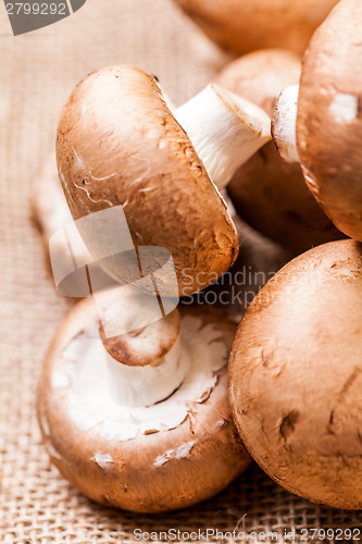 Image of Fresh brown Agaricus mushrooms