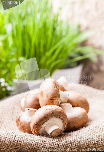 Image of Fresh brown Agaricus mushrooms